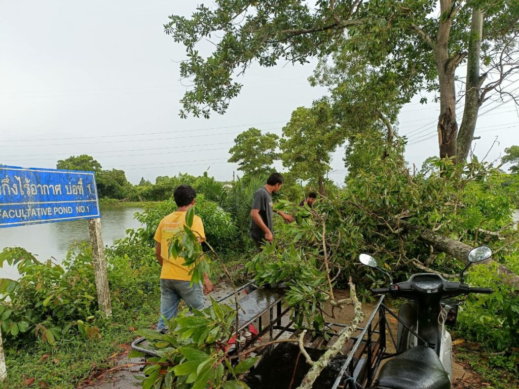 ตัดต้นไม้