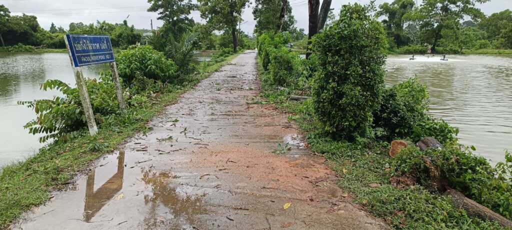 ตัดต้นไม้