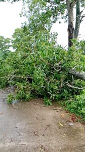 ตัดต้นไม้