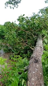 ตัดต้นไม้