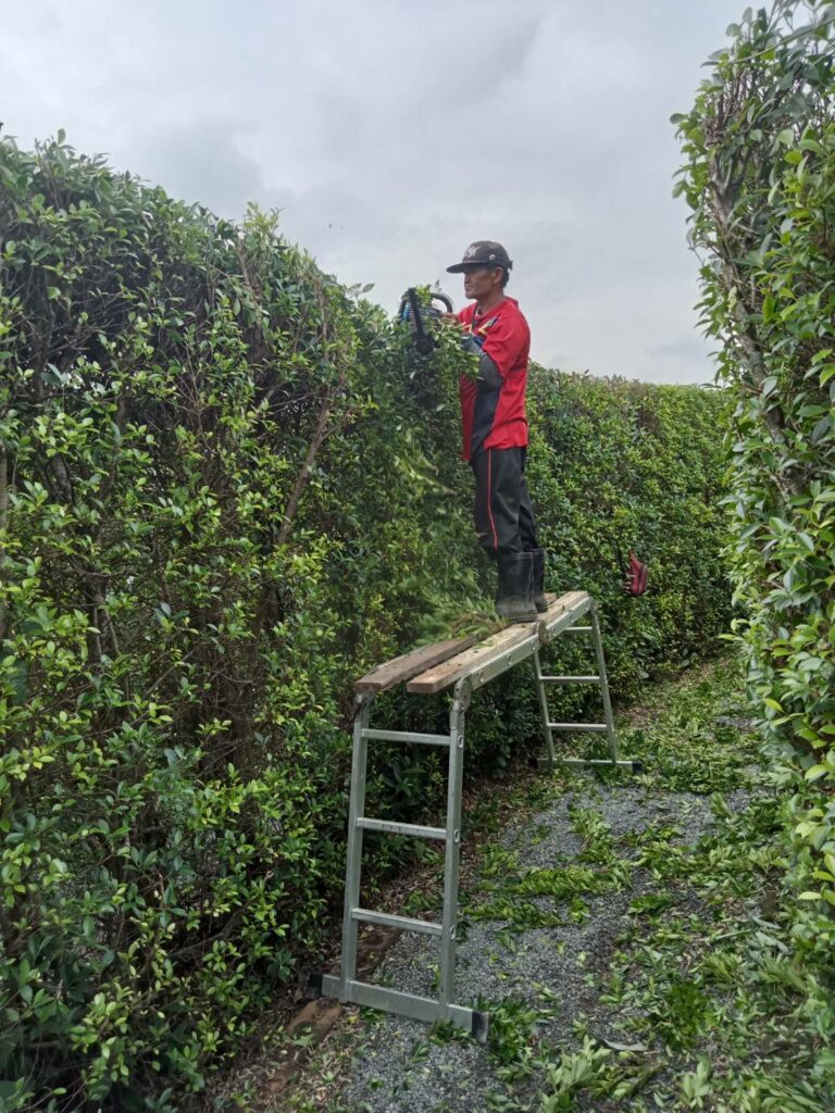 ตัดหญ้า