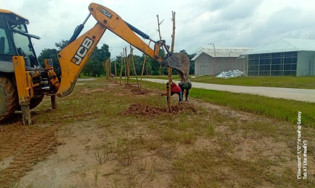 ขุดล้อมต้นไม้