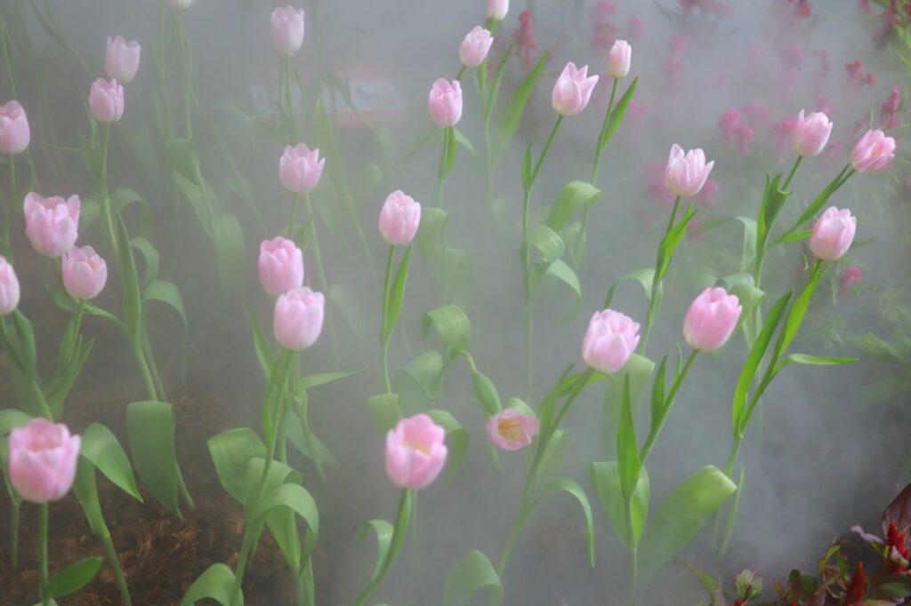 จัดดอกไม้เมืองหนาว