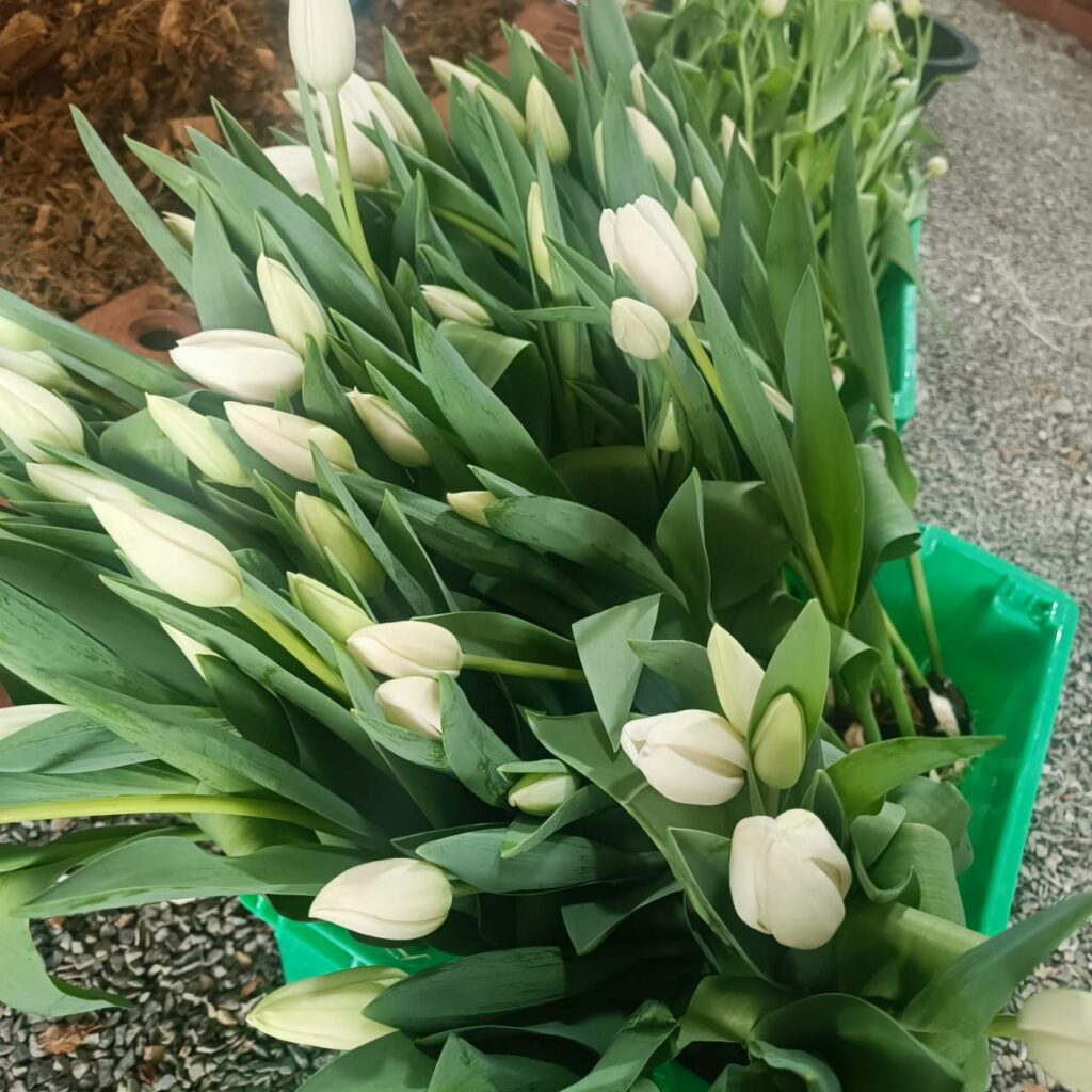 จัดดอกไม้เมืองหนาว