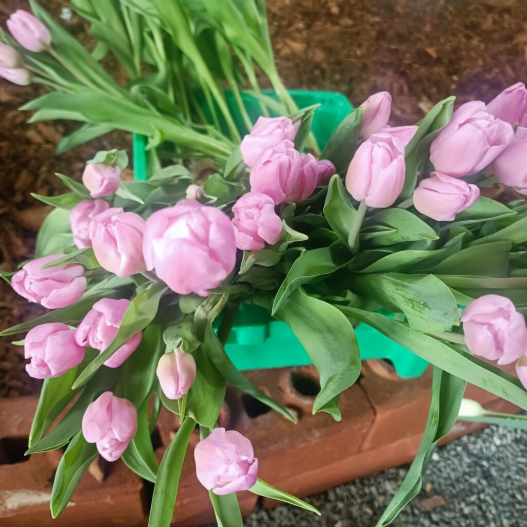 จัดดอกไม้เมืองหนาว