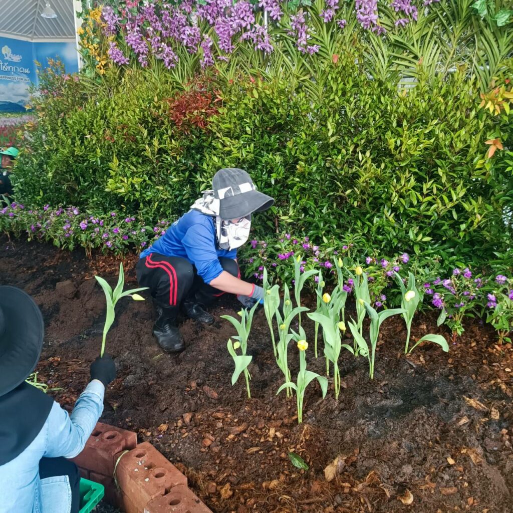 จัดดอกไม้เมืองหนาว