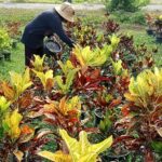 เพาะชำพันธุ์ไม้