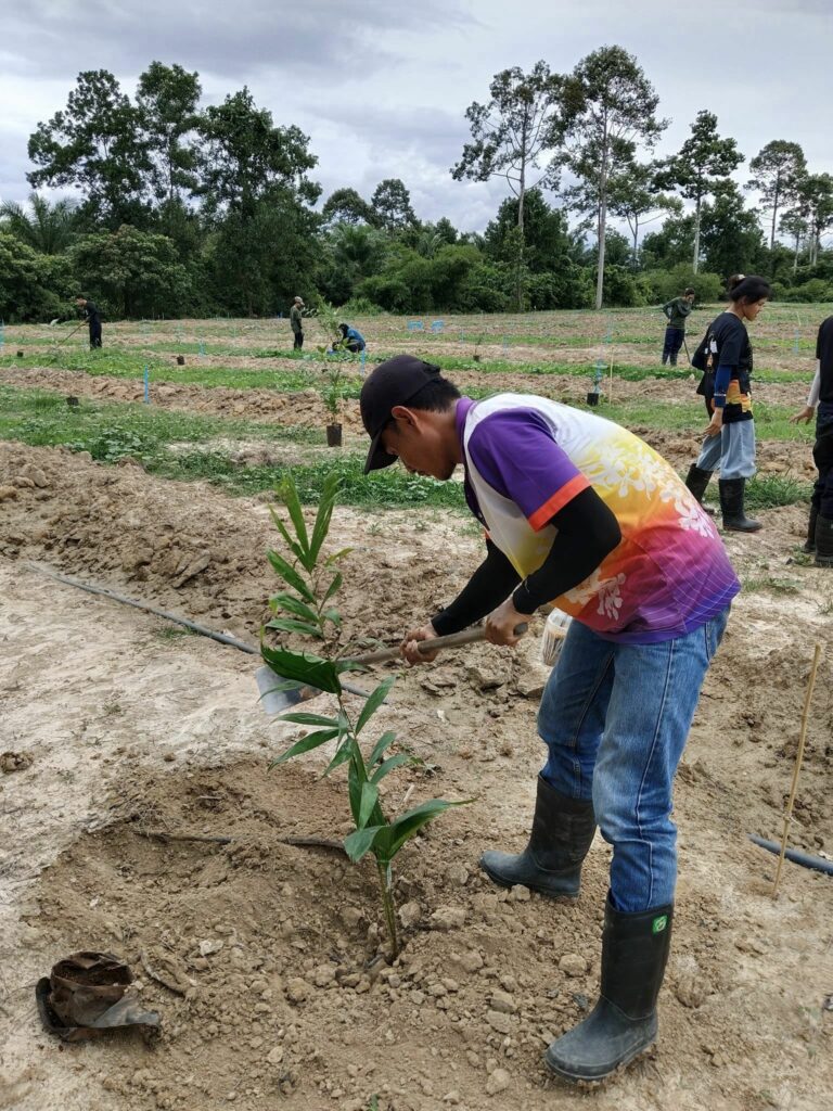 ปลูกต้นสละ