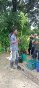 ปลูกต้นสละ