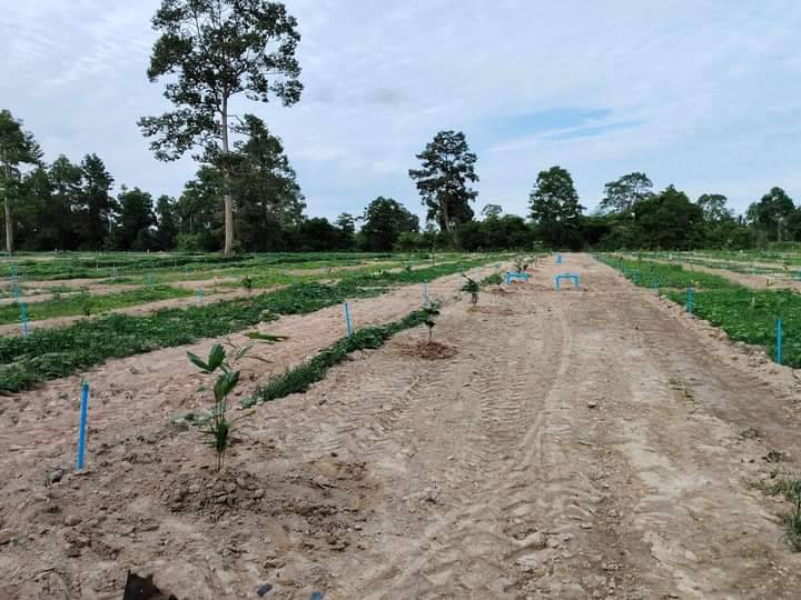 ปลูกสละ