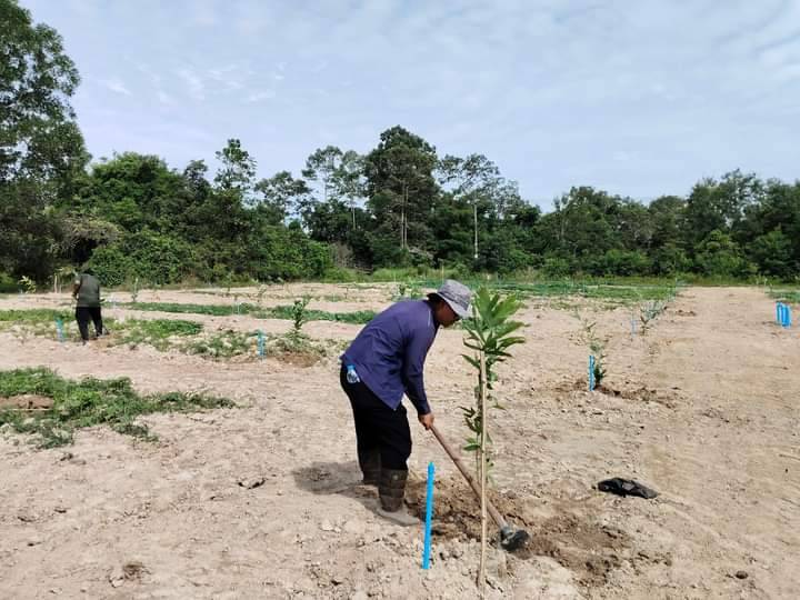 ปลูกสละ