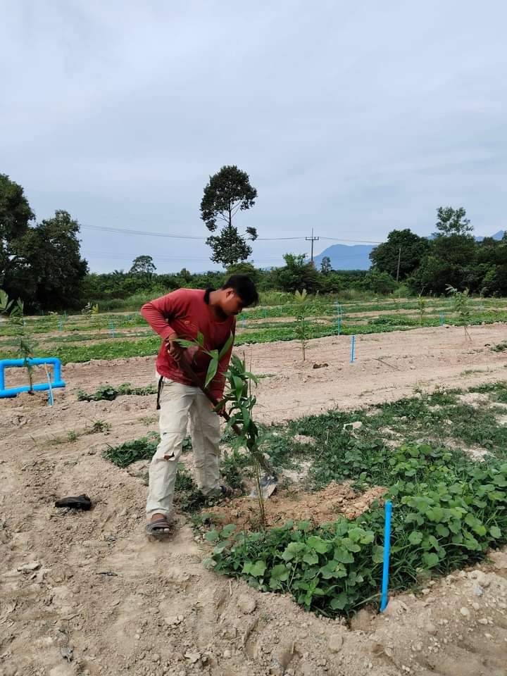 ปลูกสละ