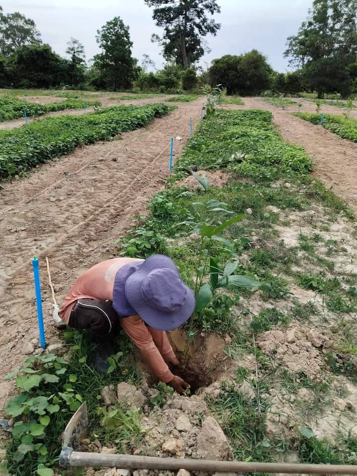 ปลูกสละ