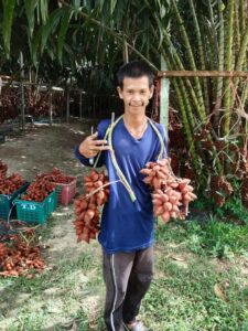 ปลูกสละ