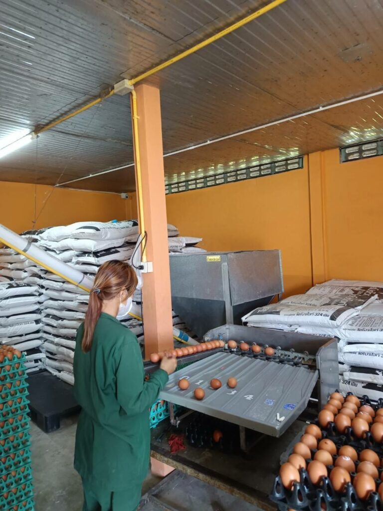 คัดแยกขนาดของไข่ไก่