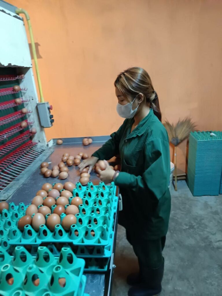 คัดแยกขนาดของไข่ไก่