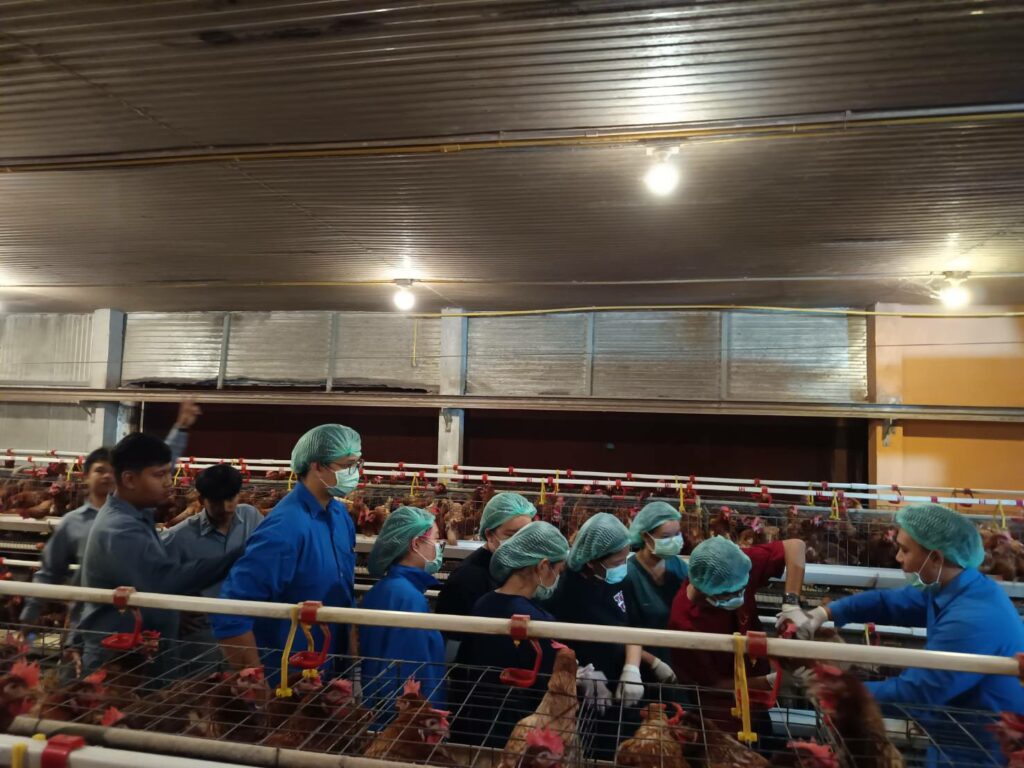 นศ.เรียนรู้เกี่ยวกับไก่ไข่