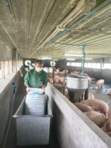 ฟาร์มสุกร