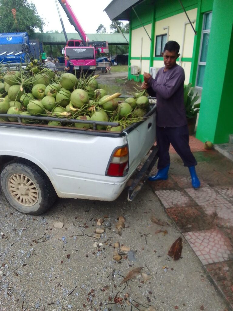 มะพร้าว