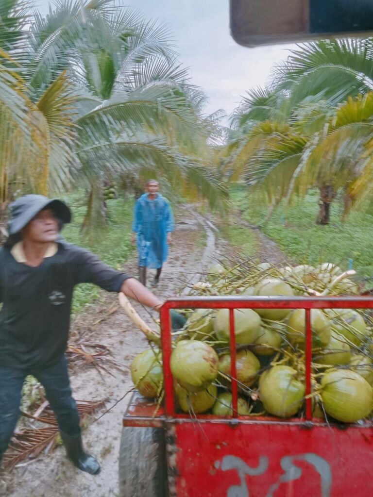 มะพร้าว