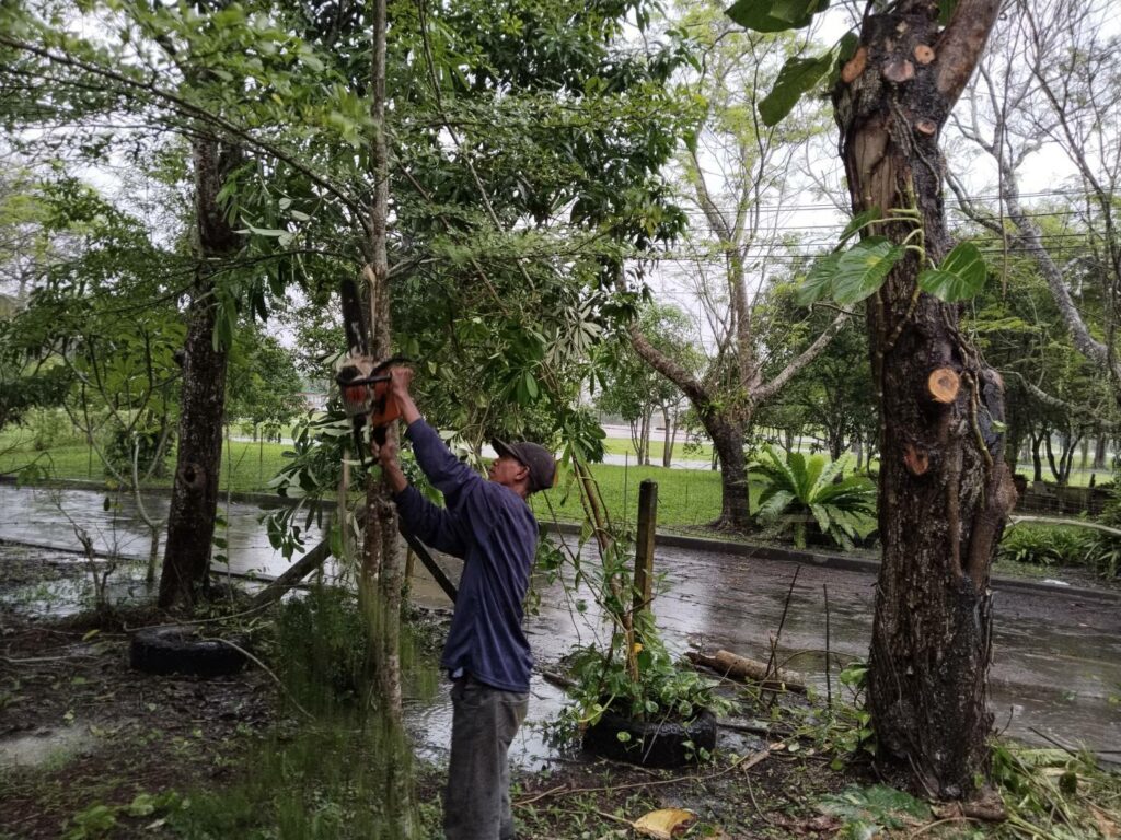 การจัดการต้นไม้จากพายุฝน