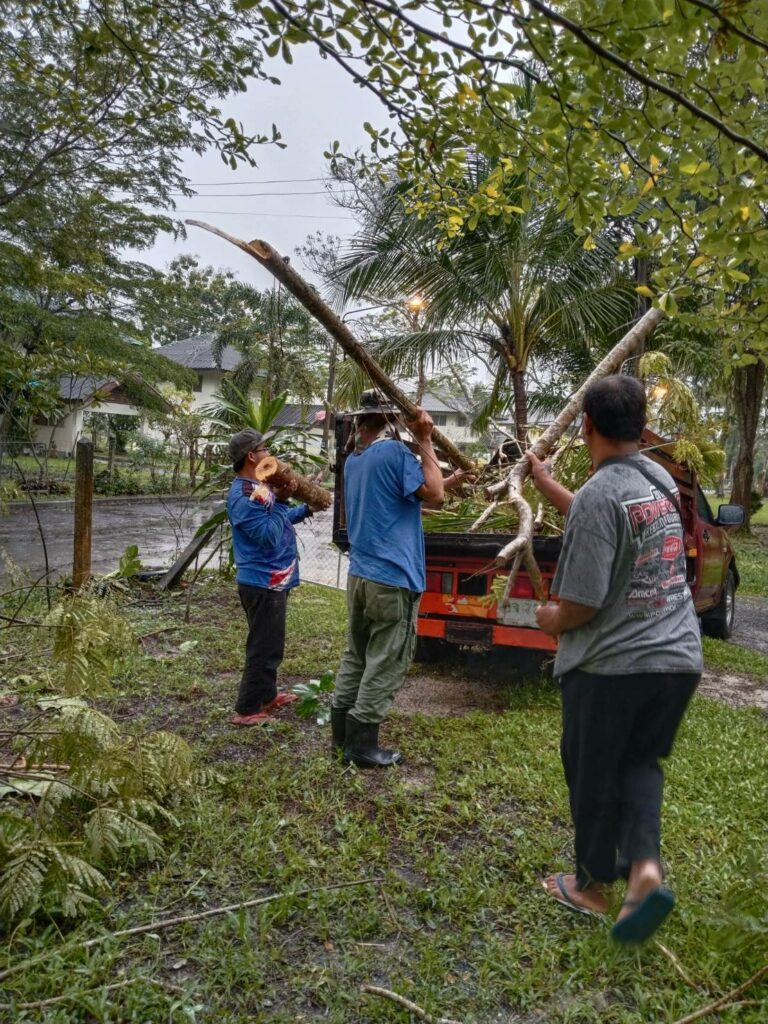 การจัดการต้นไม้จากพายุฝน
