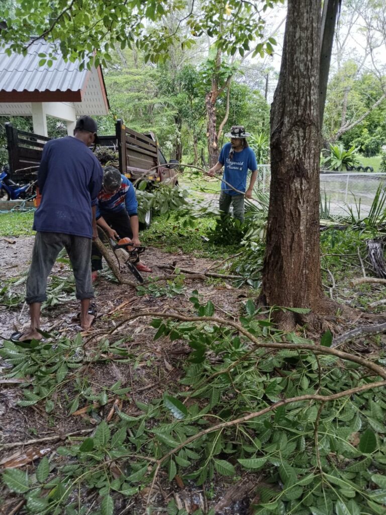 การจัดการต้นไม้จากพายุฝน