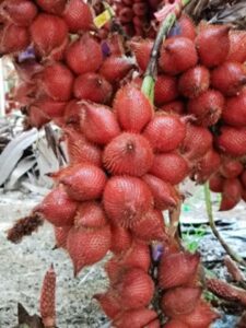 จำหน่ายผลไม้