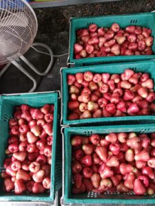 จำหน่ายผลไม้